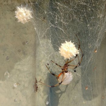 TruPest Solutions - brown widow with egg sacks - Pest Control Near Me - Rialto, California TruPest Solutions - brown widow with egg sacks - Pest Control Near Me - Rialto, California