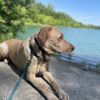 Antrim Park gift card