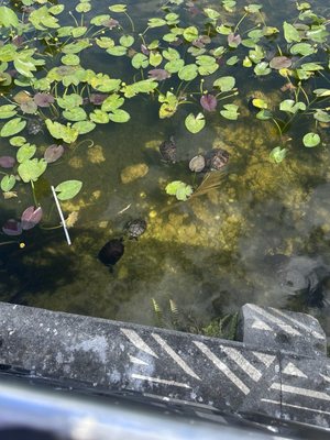 Lucille's American Cafe by null