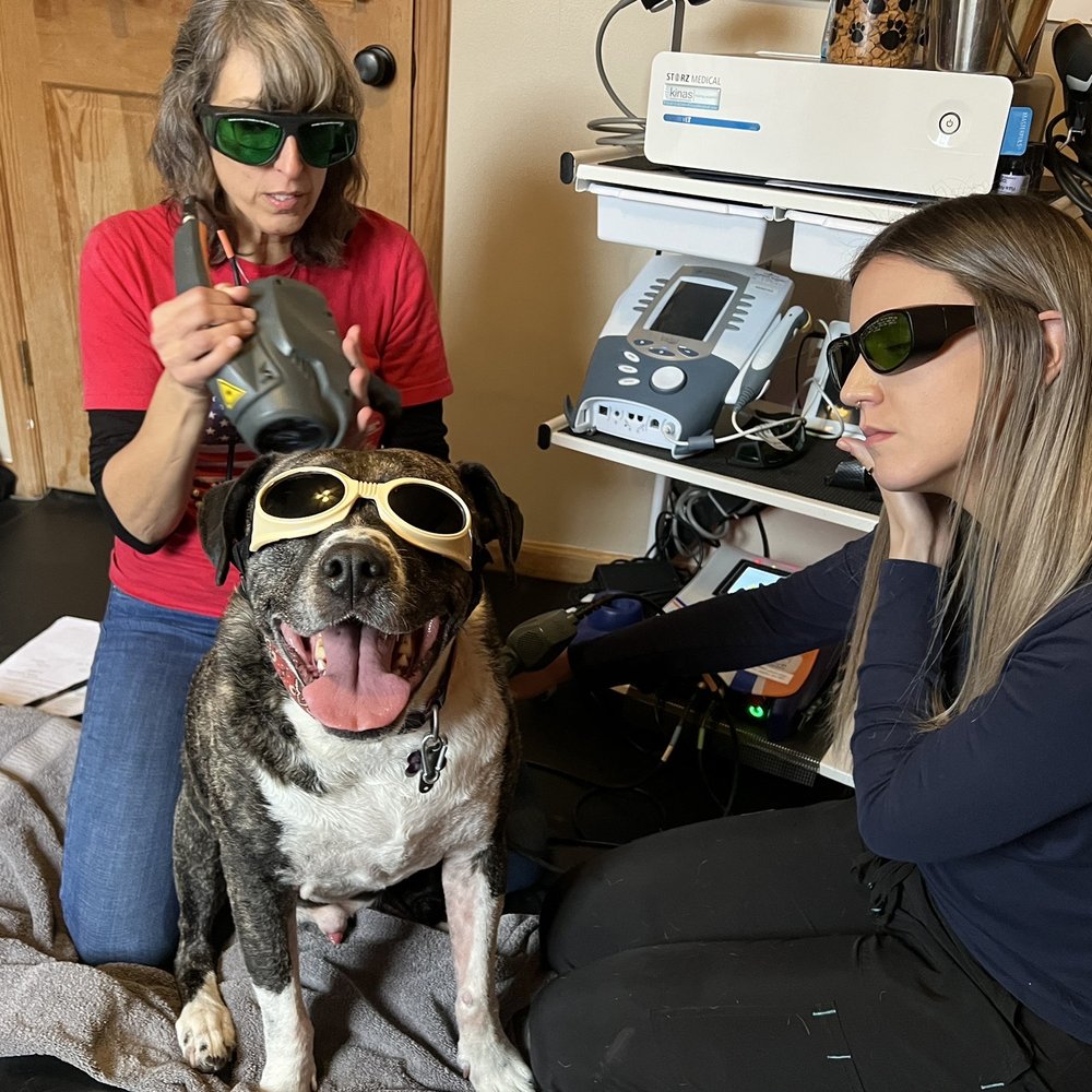 Thera-Vet Acres - Georgey getting soothing laser treatment. - Veterinarians Near Me - Webster, New York Thera-Vet Acres - Georgey getting soothing laser treatment. - Veterinarians Near Me - Webster, New York