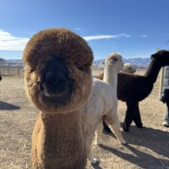 Sopris Alpaca Ranch - Ranches Near Me - Silt, Colorado