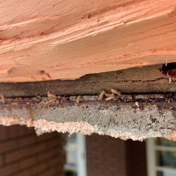 Mariners Pest Control - A California Termite Colony - Pest Control Near Me - Lake Forest, California