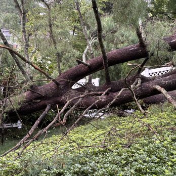 Patrick Musser Tree Service - Toppled trees - Tree Services Near Me - Adamstown, Maryland Patrick Musser Tree Service - Toppled trees - Tree Services Near Me - Adamstown, Maryland
