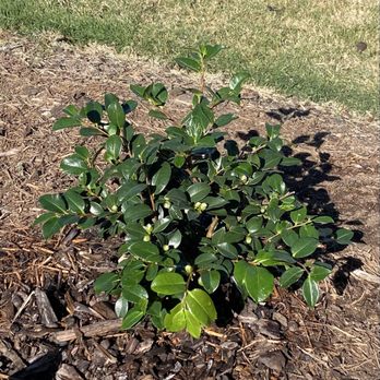 Calloway's Nursery - Shishi Gashira Camilla - Nurseries & Gardening Near Me - Richardson, Texas