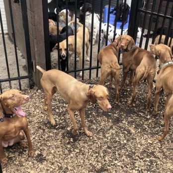 Dog Culture - Vizsla Squad Goals - Pet Groomers Near Me - Greenville, South Carolina Dog Culture - Vizsla Squad Goals - Pet Groomers Near Me - Greenville, South Carolina