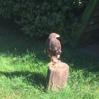 Falkenhof Großer - Various birds of prey at the falconry - Zoos Near Me - Schmitten, HE