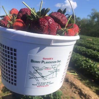 Gurosik's Berry Plantation - This is what success looks like! - Farmers Market Near Me - North Augusta, South Carolina Gurosik's Berry Plantation - This is what success looks like! - Farmers Market Near Me - North Augusta, South Carolina