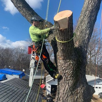 Green Holly Arborists - Tree Services Near Me Green Holly Arborists - Tree Services Near Me