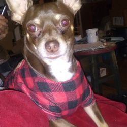 Critter Corner - This is Beanie and he likes Critter Corner