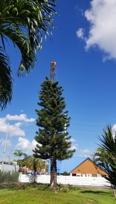 Pine Tree Trimming/Removal Services - We are Fully Licensed and insured we carry workers comp we service miami dade and broward county
lic#b677