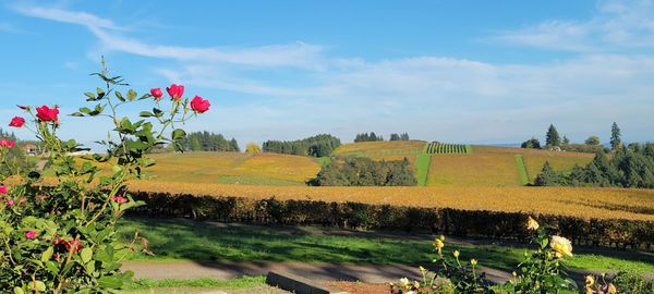 Knudsen Vineyards by null