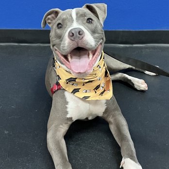 All Stage Canine Development - Pet Training Near Me - Citrus Heights, California