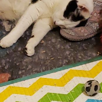 Village West Veterinary - Casper knocked out - Veterinarians Near Me - Chicago, Illinois Village West Veterinary - Casper knocked out - Veterinarians Near Me - Chicago, Illinois