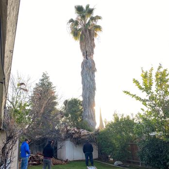 Santiago's Tree Service - Tree Services Near Me - Bakersfield, California Santiago's Tree Service - Tree Services Near Me - Bakersfield, California
