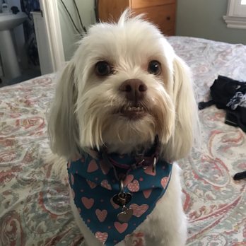 Cotton Candy Cut - Pet Groomers Near Me