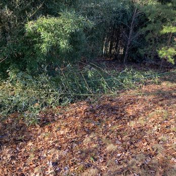 MTS-Pro Tree Service & Landscaping - Bamboo removal - Tree Services Near Me MTS-Pro Tree Service & Landscaping - Bamboo removal - Tree Services Near Me