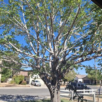 JS Tree Care - This is the after photo of the tree. - Tree Services Near Me - Hesperia, California JS Tree Care - This is the after photo of the tree. - Tree Services Near Me - Hesperia, California