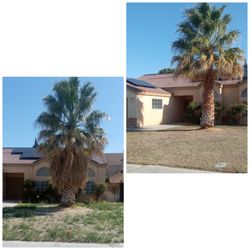 4 Home Repairs - Palm tree was very grown over. We came out and trimmed it and it made the property look 100 times better
