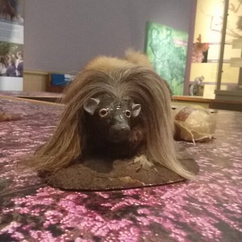 Kelvingrove Art Gallery & Museum - A haggis! - Museums Near Me - Glasgow, GLG