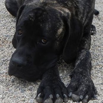 The Dog Den - Just chillin at The Dog Den! - Pet Boarding Near Me - Madison, Wisconsin