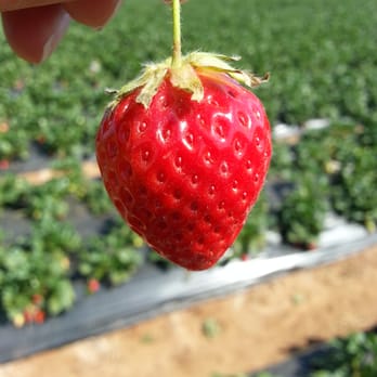 Kenny's Strawberry Farm - Fruits & Veggies Near Me - Fallbrook, California