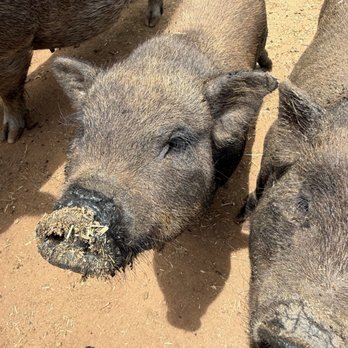 SoCalMiniPigs - Pet Breeders Near Me - Valley Center, California SoCalMiniPigs - Pet Breeders Near Me - Valley Center, California