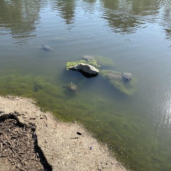 Webb Park - Turtles - Parks Near Me - Rancho Bernardo, California