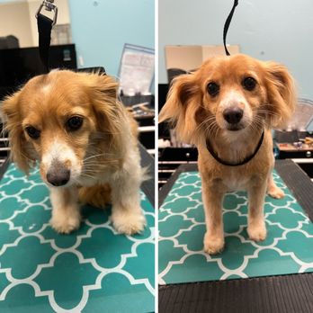 Tiny Little Paws Dog Grooming Services - Pet Groomers Near Me Tiny Little Paws Dog Grooming Services - Pet Groomers Near Me