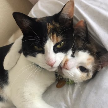 Cat & Craft - Mocha (head to the left) cuddling with one of her new sisters Kiwi (right) - Coffee & Tea Near Me - Vista, California Cat & Craft - Mocha (head to the left) cuddling with one of her new sisters Kiwi (right) - Coffee & Tea Near Me - Vista, California