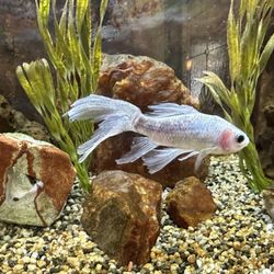 Elizabeth Mixon - Aquarium in the lobby