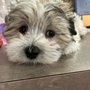 Photo of Touhy Animal Hospital