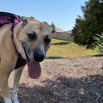 N.O.D.S.S. - Client: Sophie on a walk around her neighborhood during a drop in. She's so happy and excited - Pet Boarding Near Me N.O.D.S.S. - Client: Sophie on a walk around her neighborhood during a drop in. She's so happy and excited - Pet Boarding Near Me