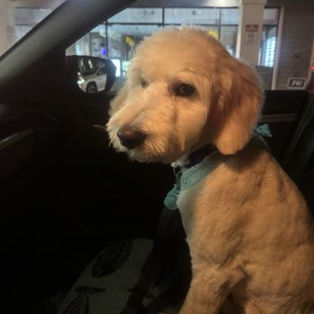 Magic Pet Spa - After - Pet Groomers Near Me - Irvine, California Magic Pet Spa - After - Pet Groomers Near Me - Irvine, California