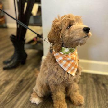 Gimmie A Bark - Pet Groomers Near Me - Friendswood, Texas Gimmie A Bark - Pet Groomers Near Me - Friendswood, Texas