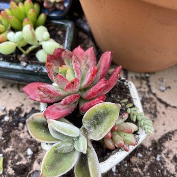 3rd Day Nursery - Landscaping Near Me - Kula, Hawaii