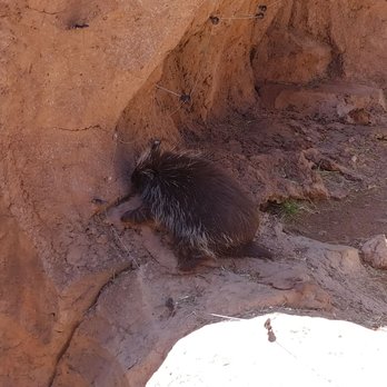 Bearizona - Porcupine - Zoos Near Me - Williams, Arizona