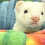 Photo of Steve's Pet Shoppe