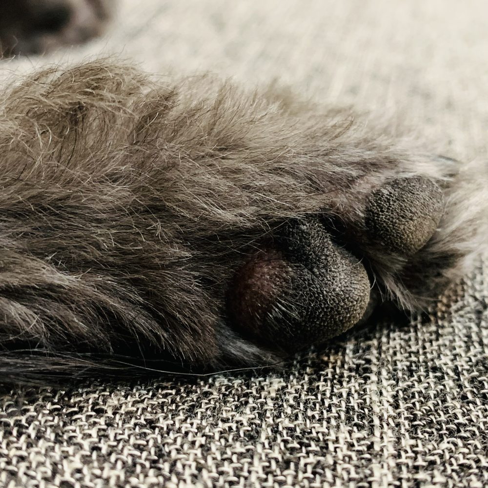 Muddy Paws Grooming & Boarding - Pet Training Near Me - La Feria, Texas