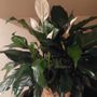 Photo of Dan's Flowers