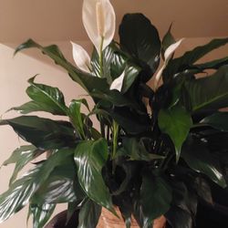 Dan's Flowers