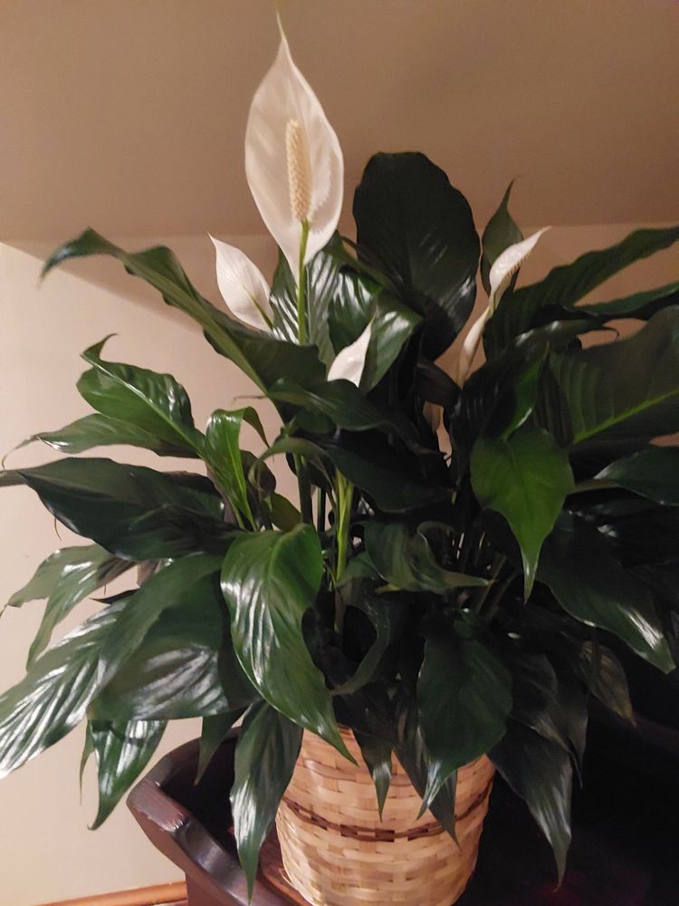 DAN’S FLOWERS Updated September 2024 1419 W Chester Pike, West