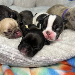 Beautiful puppies