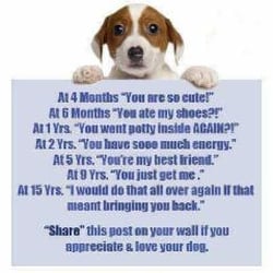 Hagersville Veterinary Services