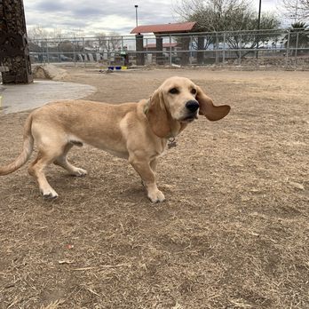Sunset Park - What a cutie, Mack's new fur friend Brutus - Dog Parks Near Me - Las Vegas, Nevada