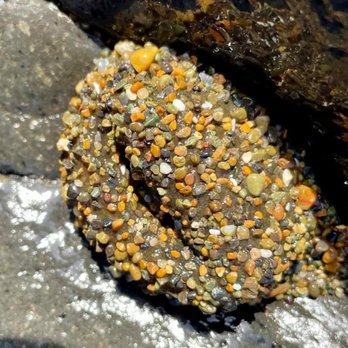 The Adobe Resort - Exploring tidepools - Hotels Near Me - Yachats, Oregon