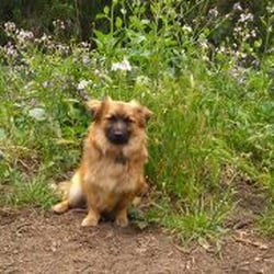 Spca of Stanislaus - Our amazing dog!