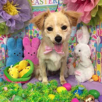 Three Dogs and a Girl - Pet Groomers Near Me - Honolulu, Hawaii Three Dogs and a Girl - Pet Groomers Near Me - Honolulu, Hawaii