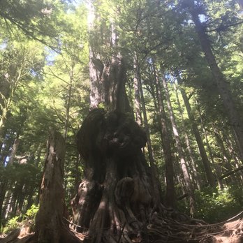 Avatar Grove - Hiking Near Me