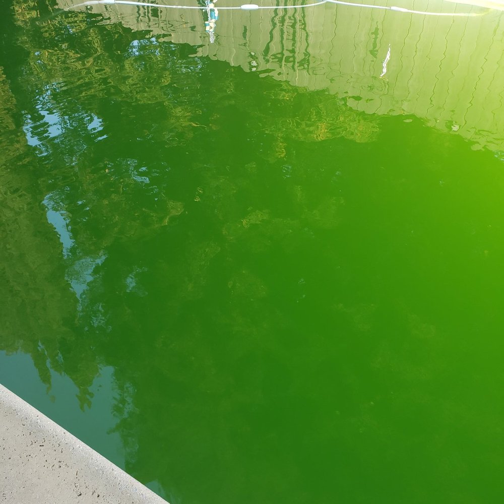 This is how green he saw after 3 weeks of getting worse. And all they would think of is you filtration system seems to be troubled. This is how green he saw after 3 weeks of getting worse. And all they would think of is you filtration system seems to be troubled.