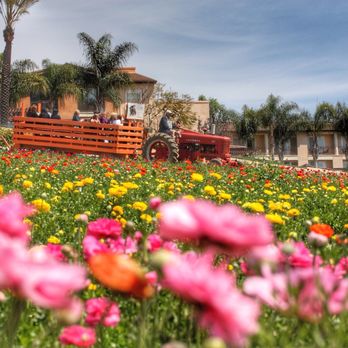 The Flower Fields - Venues & Event Spaces Near Me - Carlsbad, California